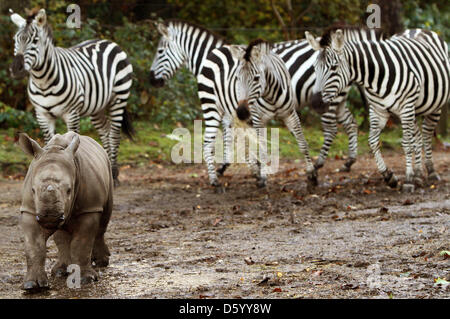 Il rinoceronte bianco Vince di hamburger' Zoo nella città olandese di Arnhem e nato nel mese di settembre, immersa la sua auto martedì (6-11-2012) in una nuova avventura. Per la prima volta in vita sua, il giovane animale incontrato altri animali safari di Arnhem Zoo. Vince anche per la prima volta per vedere per il pubblico. Foto: VidiPhoto dpa - PAESI BASSI FUORI Foto Stock