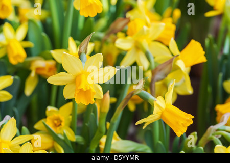 Di colore giallo brillante fiori di narciso nel giardino di primavera Foto Stock