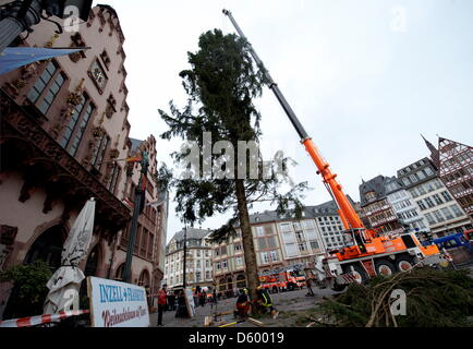 Una alta 30 m abete rosso della Baviera superiore eretto sul Roemer in Francoforte sul Meno, Germania, 07 novembre 2012. La struttura ad albero pesa 8 tonnellate ed è stato trasportato a Francoforte da Inzell sul carrello dello scanner a superficie piana. Foto: NICOLAS ARMER Foto Stock