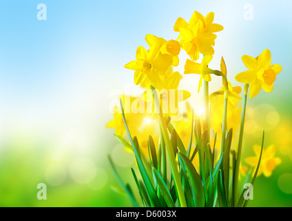 Di colore giallo brillante narcisi una una giornata di sole. Foto Stock