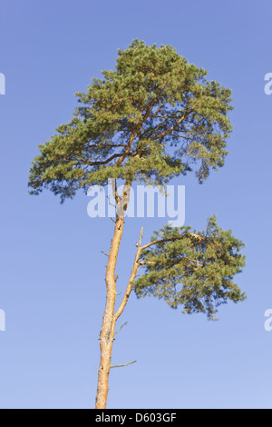 Albero di pino morente Foto Stock