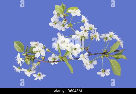 La molla Cherry Blossoms su blu Foto Stock