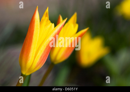 Giallo e rosso striato crescente di tulipani nel giardino. Foto Stock