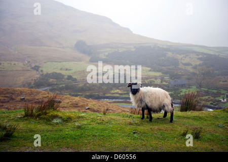 Pecora che pascola con valle in background Foto Stock