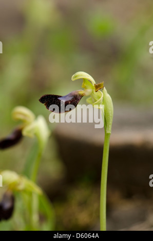 Ophrys atlantica, Atlas Orchid, orchidea selvatica, Andalusia, Spagna meridionale. Foto Stock