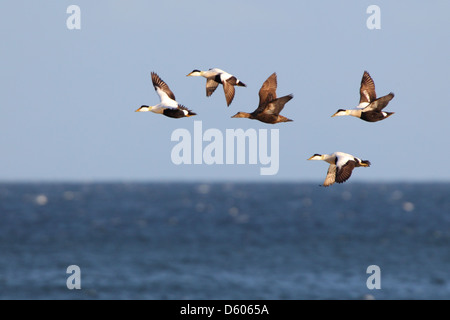 Eiders comune (Somateria mollissima) in volo. Europa Foto Stock