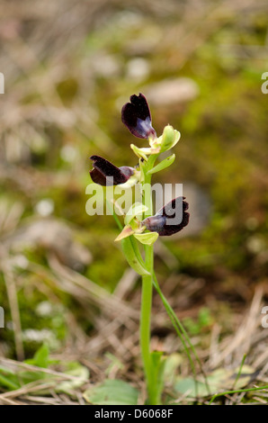 Ophrys atlantica, Atlas Orchid, orchidea selvatica, Andalusia, Spagna meridionale. Foto Stock