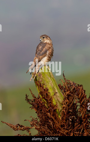 Merlin Falco columbarius femmina (prigioniero) guardando un fly in Welshpool, Powys in aprile. Foto Stock