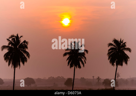 Albero di palme dopo l'alba. Chonburi Provincia, Thailandia. Foto Stock