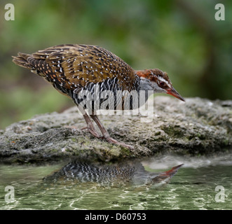 Rampa Buff-Banded Bird con acqua la riflessione Foto Stock