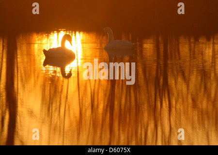 Coppia di swanäs Mute (Cygnus olor) al tramonto, Europa Foto Stock