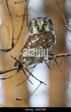 Civetta capogrosso Aegolius funereus guardando dal nido foro vicino a Kuusamo, Finlandia in aprile. Foto Stock