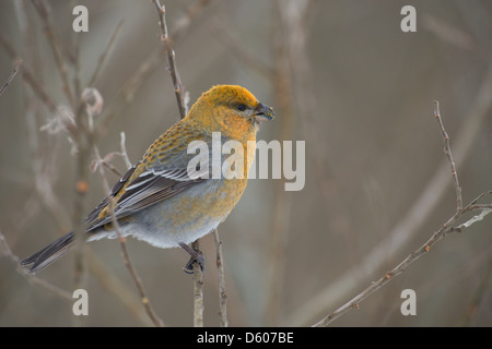 Femmina Grosbeak Pino (Pinicola enucleator). L'Europa. Foto Stock