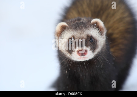 Ritratto di wild Polecat europea, Mustela putorius. Europa Foto Stock