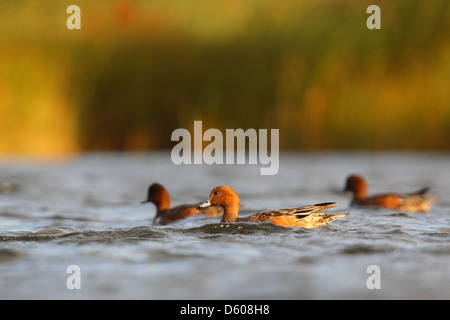 Wigeon (Anas penelope), Europa Foto Stock