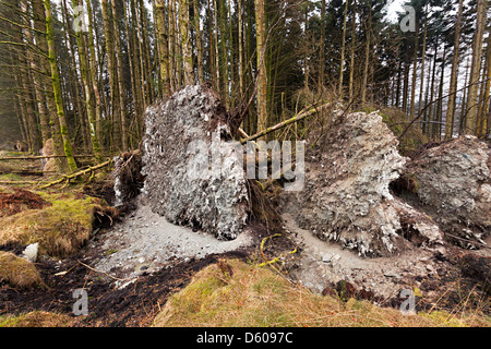Caduta di alberi sradicati a bordo della foresta, Wales, Regno Unito Foto Stock