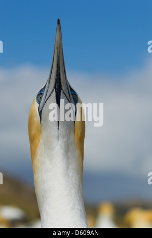 Australasian gannett Morus serrator (Takapu), Adulto, sky-puntando verso colonia nidificazione, Capo i rapitori, Nuova Zelanda nel mese di novembre. Foto Stock