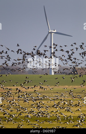 Oche facciabianca Branta leucopsis, flock, in volo con turbina eolica a Ezumazji, Paesi Bassi in gennaio. Foto Stock