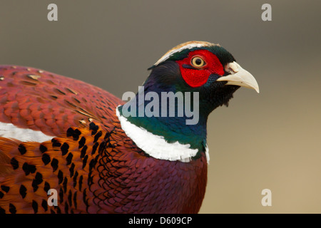 Fagiano comune Phasianus colchicus torquatus, maschio adulto, colpo alla testa, Berwick Bassett, Wiltshire, Regno Unito nel mese di febbraio. Foto Stock