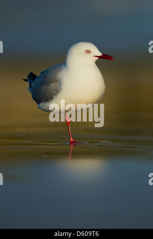 Rosso-fatturati gull Chroicocephalus scopulinus, adulto, sono ' appollaiati al tramonto, Hahei Beach, Nuova Zelanda nel mese di novembre. Foto Stock