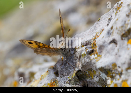 Parete marrone Lasiommata megera, maschio adulto, crogiolandosi al sole, Brean giù, Somerset, Regno Unito nel mese di settembre. Foto Stock