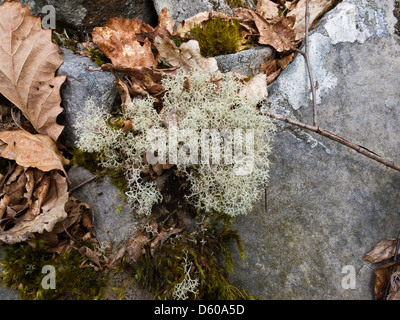 Renne (Cladonia rangiferina) crescente tra le rocce nella valle di Neath, Galles Foto Stock