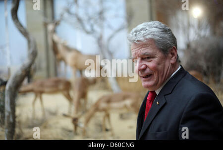 Bonn, Germania, 10 aprile 2013. Il Presidente tedesco Jaochim Gauck passeggiate attraverso il Museo Koenig a Bonn. Gauck ha visitato la ricerca zoologica museo Alexander Koenig. Foto: Oliver Berg/DPA/Alamy Live News Foto Stock