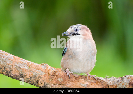 Giovani Eurasian Ghiandaia Garrulus glandarius Foto Stock