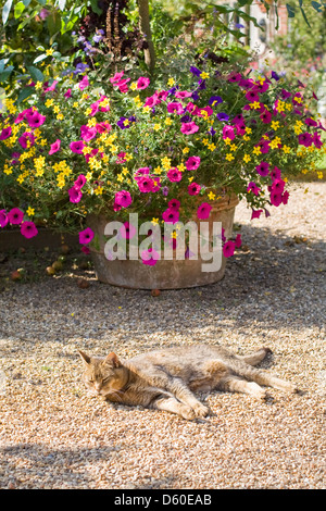 Gatto dorme in giardino accanto ad un grande vaso di fiori colorati Foto Stock