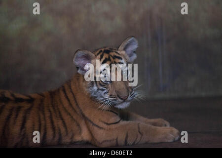 Jakarta, Indonesia. Il 10 aprile 2013. Ragunan Zoo di Jakarta ha tre nuove baby le tigri del Bengala, di età compresa tra i due mesi. Le tigri sono nati allo zoo il 25 gennaio 2013 e misurare 30cm heigh, 80cm di lunghezza e circa 8 kg. I tre baby tigri sono denominati Jeni (femmina), Jana e Janu (maschio). Credito: Donal Husni / Alamy Live News Foto Stock