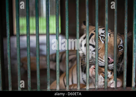 Jakarta, Indonesia. Il 10 aprile 2013. Ragunan Zoo di Jakarta ha tre nuove baby le tigri del Bengala, di età compresa tra i due mesi. Le tigri sono nati allo zoo il 25 gennaio 2013 e misurare 30cm heigh, 80cm di lunghezza e circa 8 kg. I tre baby tigri sono denominati Jeni (femmina), Jana e Janu (maschio). Credito: Donal Husni / Alamy Live News Foto Stock
