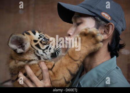 Jakarta, Indonesia. Il 10 aprile 2013. Ragunan Zoo di Jakarta ha tre nuove baby le tigri del Bengala, di età compresa tra i due mesi. Le tigri sono nati allo zoo il 25 gennaio 2013 e misurare 30cm heigh, 80cm di lunghezza e circa 8 kg. I tre baby tigri sono denominati Jeni (femmina), Jana e Janu (maschio). Credito: Donal Husni / Alamy Live News Foto Stock