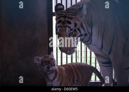 Jakarta, Indonesia. Il 10 aprile 2013. Ragunan Zoo di Jakarta ha tre nuove baby le tigri del Bengala, di età compresa tra i due mesi. Le tigri sono nati allo zoo il 25 gennaio 2013 e misurare 30cm heigh, 80cm di lunghezza e circa 8 kg. I tre baby tigri sono denominati Jeni (femmina), Jana e Janu (maschio). Credito: Donal Husni / Alamy Live News Foto Stock