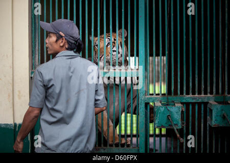 Jakarta, Indonesia. Il 10 aprile 2013. Ragunan Zoo di Jakarta ha tre nuove baby le tigri del Bengala, di età compresa tra i due mesi. Le tigri sono nati allo zoo il 25 gennaio 2013 e misurare 30cm heigh, 80cm di lunghezza e circa 8 kg. I tre baby tigri sono denominati Jeni (femmina), Jana e Janu (maschio). Credito: Donal Husni / Alamy Live News Foto Stock