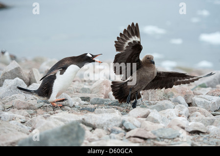 Gentoo penguin Pygoscelis papua, attaccando South Polar Skua, Stercorarius maccormicki. Neko Harbour, Penisola antartica. Foto Stock