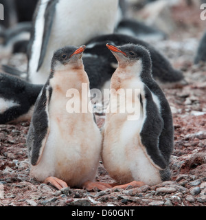 Pinguino Gentoo pulcini, Pygoscelis papua. Hannah Point, Penisola antartica. Foto Stock