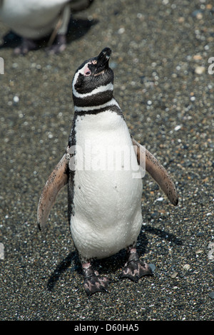 Magellanic Penguin (Spheniscus magellanicus), ritratto. Vicino a Ushuaia, Canale del Beagle, Argentina. Foto Stock