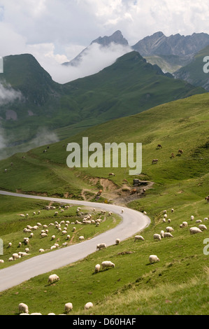 Gli animali nel loro pascolo estivo nella Vallée du Vallentin, Pirenei vicino a Laruns, nel sud della Francia Foto Stock