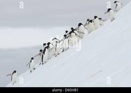 Adélie Penguin (Pygoscelis adeliae), grande gruppo su iceberg. Penisola antartica. Foto Stock