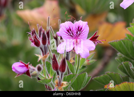 Geranio nel selvaggio, Western Cape, Sud Africa Foto Stock