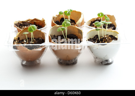 Inquadratura ravvicinata di un gruppo di nuovi germogli di basilico essendo cresciuto in gusci delle uova. Foto Stock