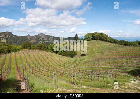 Un vigneto sulle colline di i Rockpile denominazione di Sonoma Wine Country in primavera nei pressi di Healdsburg, CA. Foto Stock