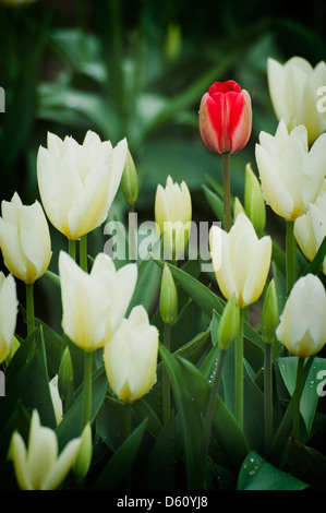 In primavera la Skagit Valle del western Washington State significa tulipani! Qui, uno rosso tulip invade il quelli bianchi. Foto Stock