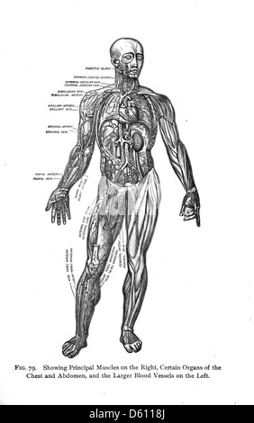 Questa immagine tratta dal libro di testo del 1910 "vita e salute" illustra gli organi interni del corpo umano. Il diagramma offre uno sguardo dettagliato sulla fisiologia umana, finalizzato a scopi educativi per gli studenti delle scuole superiori e dell'accademia. Foto Stock