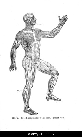 A c1910 illustrazione da "Life and Health: A Text-Book on Physiology for High Schools", raffigurante i muscoli del corpo umano. Il diagramma funge da strumento educativo per insegnare agli studenti l'anatomia e la fisiologia umana, concentrandosi sulla struttura e la funzione dei muscoli. Foto Stock