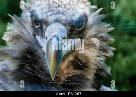 Dorso bianco Vulture (Gyps africanus) Closeup Foto Stock