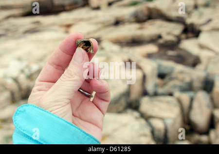 Donna di mano che tiene un eremita granchio nella pervinca guscio con una costa rocciosa in background, nave Porto Sentiero Natura, Maine Foto Stock