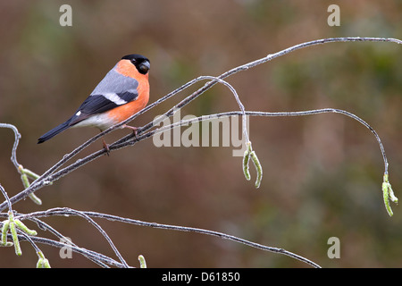 Bullfinch maschio su artificiale ontano ghiacciato branch Foto Stock