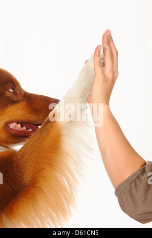 Pastore australiano, rosso-tri, trucco, Dammi il cinque Foto Stock