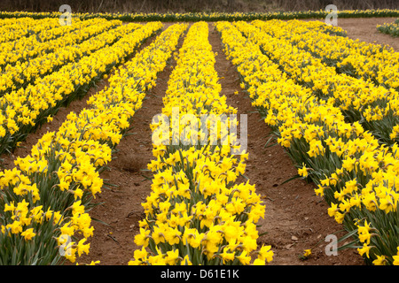 Righe di daffodils dorato in un campo nei pressi di Tregantle, Cornwall, Regno Unito Foto Stock